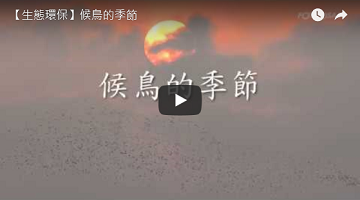 【生态环保】候鸟的季节 